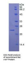 Rat Von Willebrand Factor (vWF) Protein