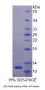 Rat Von Willebrand Factor (vWF) Protein