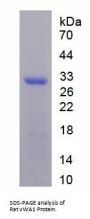 Rat Von Willebrand Factor A Domain Containing Protein 1 (vWA1) Protein