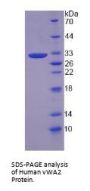 Human Von Willebrand Factor A Domain Containing Protein 2 (vWA2) Protein