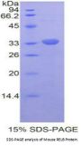 Mouse V-Rel Reticuloendotheliosis Viral Oncogene Homolog B (RELB) Protein