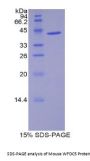 Mouse WAP Four Disulfide Core Domain Protein 5 (WFDC5) Protein