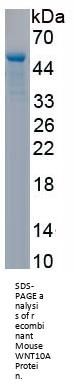 Mouse Protein Wnt-10a (WNT10A) Protein