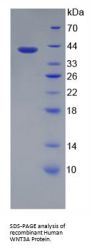 Human Protein Wnt-3a (WNT3A) Protein