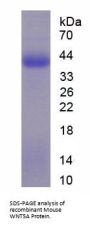 Mouse Protein Wnt-5a (WNT5A) Protein