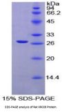 Rat X-Ray Repair Cross Complementing 6 (XRCC6) Protein