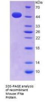 Mouse Interferon Alpha (IFNa) Protein