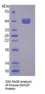 Mouse Colony Stimulating Factor 2, Granulocyte Macrophage (GMCSF) Protein