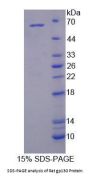 Rat Glycoprotein 130 (gp130) Protein