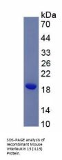 Mouse Interleukin 13 (IL13) Protein