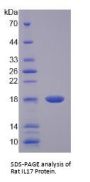 Rat Interleukin 17A (IL17A) Protein