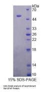 Rat Glial Fibrillary Acidic Protein (GFAP) Protein