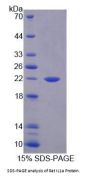 Rat Interleukin 1 Alpha (IL1a) Protein