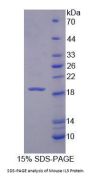 Mouse Interleukin 3 (IL3) Protein