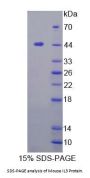 Mouse Interleukin 3 (IL3) Protein