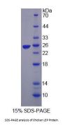 Chicken Leptin (LEP) Protein