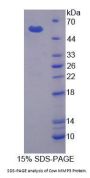 Cow Matrix Metalloproteinase 3 / Stromelysin-1 (MMP3) Protein