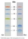 1.7-40 kDa Protein Marker (Stained)
