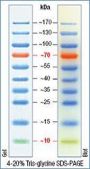 10-170 kDa Protein Marker (Stained)