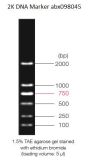 0.1-2 kbp DNA Marker