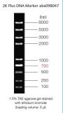 0.1-8 kbp DNA Marker