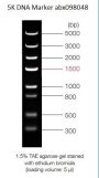 0.3-5 kbp DNA Marker