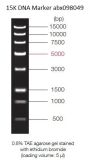 0.5-15 kbp DNA Marker