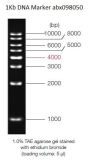 1-10 kbp DNA Marker