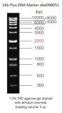 0.3-10 kbp DNA Marker