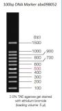 0.1-1.5 kbp DNA Marker
