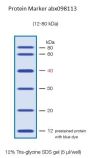 12-80 kDa Protein Marker