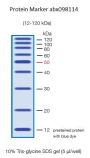 12-120 kDa Protein Marker