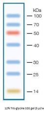 14-100 kDa Protein Marker (Stained)