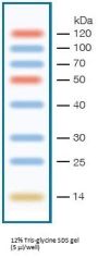 14-120 kDa Protein Marker (Stained)