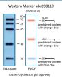 25-90 kDa Protein Marker (Stained)