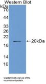 Atrial Natriuretic Peptide-Converting Enzyme (CORIN) Antibody