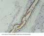 Atrial Natriuretic Peptide-Converting Enzyme (CORIN) Antibody