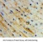 Atrial Natriuretic Peptide-Converting Enzyme (CORIN) Antibody