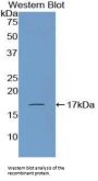 Atrial Natriuretic Peptide-Converting Enzyme (CORIN) Antibody