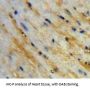 Atrial Natriuretic Peptide-Converting Enzyme (CORIN) Antibody