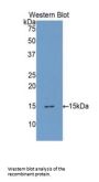 Furin (FURIN) Antibody