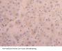 Furin (FURIN) Antibody