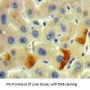 Furin (FURIN) Antibody