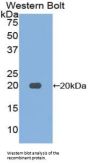 Furin Antibody
