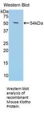Klotho (KL) Antibody
