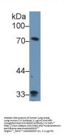 Zyxin Antibody
