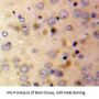 Afamin (AFM) Antibody
