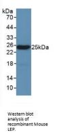 Leptin (LEP) Antibody