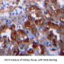 Leptin (LEP) Antibody