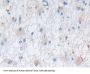 Nestin Antibody